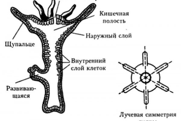 Кракен площадка что это