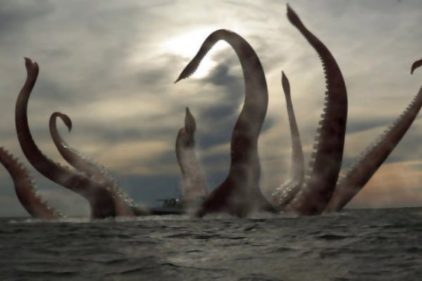 Kraken whitenet